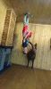 DSC_0796.thumb.JPG.3595dd6311713d401818105386018b87.JPG