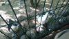 DSC_0836.thumb.JPG.f39c267f7015c9574344dfb64815b1a4.JPG