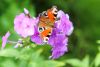 DSC_9273.thumb.jpg.716fd5c4918f4761f576d9c96d5cfb9b.jpg