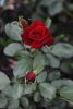 DSC_9317.thumb.jpg.fa76dac6d13859c0de9b10460853bd28.jpg
