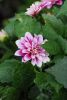 DSC_9327.thumb.jpg.28ac5fd064a47cac28107591dc696526.jpg