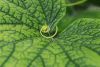 DSC_9357.thumb.jpg.32f56aa949b468f5b733589132e56e04.jpg