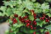 DSC_9378.thumb.jpg.e4d4d04d2cc82e1840dd9d9852c5dc61.jpg