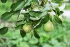 DSC_9399.thumb.jpg.d08f777953306291308ebc15da819bae.jpg