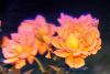 DSC_9603.thumb.jpg.d7cf207308be59a5268c57fb1c8a2b38.jpg