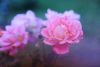 DSC_9606.thumb.jpg.bedcc016d409a304427ac7cf7a3b2738.jpg