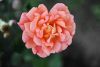 DSC_9625.thumb.jpg.a0b2321dcc34366c113ab13110d93888.jpg
