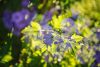 DSC_9628.thumb.jpg.d96751d407187feede71b8fdb11ab834.jpg