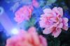 DSC_9655.thumb.jpg.787bdfea0533eb1ef53d1b87e03e6a0f.jpg
