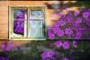 DSC_9660.thumb.jpg.49f05b4ae996014a215ef5c294a500ba.jpg
