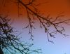 DSC_9666.thumb.jpg.368bd6877009d9b2bb6b4c33b1d4802f.jpg