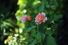 DSC_9709.thumb.jpg.797bd9c75804f502ee9dfe5288425da7.jpg