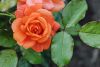 DSC_9735.thumb.jpg.474c7ab4258ae08da53d6580f24598c3.jpg