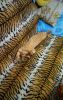 IMG-20180815-WA0020.thumb.jpeg.129fd952e8fa65fb10f480549f043565.jpeg