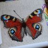 IMG_1785.thumb.JPG.1f7872f9dd11b383ced5f1519f28dc2c.JPG