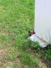 IMG_20180805_130310.thumb.jpg.b048b1fee766e1fed30ba38ffa779ac8.jpg