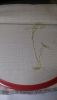 IMG_20180811_232012.thumb.jpg.b1c6ccc7320583c3b0a018b59039491f.jpg