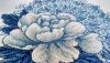 Macro_03.thumb.jpg.887b5dee05f8a9abd6348e04015daa4d.jpg
