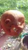 20180906_130410.thumb.jpg.4543b456e58901fc56a88be7a7dbb53b.jpg