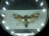 20180911_123643.thumb.jpg.fa7c831363a34cd8abac840018e9f580.jpg