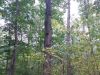 20180911_142155.thumb.jpg.4fa1b20de4e0224ef5aa2ba92531017e.jpg