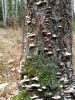 20180912_103754.thumb.jpg.4fe21c368a43bae597940f5174fac1e6.jpg