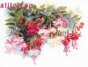 Риолис (Сотвори Сама) 1398, Фуксия
