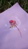 DE66DBF4-37BD-430E-AB66-C863F8358CDC.thumb.jpeg.30aade4416dc2976cf34ea0dec939cc7.jpeg