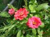 DSC00255.thumb.JPG.ac3fb8ad16460f989acc0ecf59333ab7.JPG