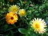 DSC00264.thumb.JPG.55994de88ce11992a70b12c20725d184.JPG