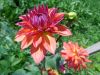DSC00268.thumb.JPG.774a401bd5975c52be005e596a13ae8e.JPG