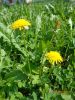 DSC00271.thumb.JPG.f1dd05ca6b958cfeac1f20320d0d0868.JPG