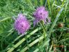 DSC00281.thumb.JPG.ebbdd2ff69cc25b6ed52b27e2ccf2292.JPG
