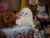 DSC02564.thumb.JPG.910ceed8651e2b6a73e8cc923db7384c.JPG