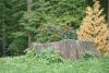 DSC07529.thumb.JPG.b5734cc7b7d63f2ef739224de8f3ad18.JPG