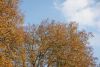 DSC07698.thumb.JPG.f46dae57f75763732112f0543841b90a.JPG