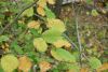 DSC07773.thumb.JPG.604de892a51a154e7f8735c669a3f56c.JPG