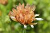 DSC_7342.thumb.JPG.89b74dd6d8fbcf9db0bad5872bd45346.JPG