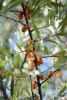 DSC_7474.thumb.JPG.89b1924e3cebece266fdd0362b713e95.JPG
