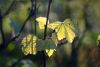 DSC_7486.thumb.JPG.0d0322d5d227dc4b6c20d6ed314c8b38.JPG