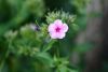 DSC_7609.thumb.JPG.27fd6bf35e0b0dea6e6e5b599813d81f.JPG