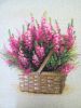 IMG-b29b959d7a200cf6c027c584b839b1c1-V.thumb.jpg.dfb1294ca08ff06d42b118ba69a3cdef.jpg