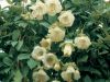 belaya-kobeya-v-sadu.thumb.jpg.8791be0111b97b543649437372677ca2.jpg
