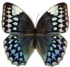 butterfly1-0.thumb.jpg.f776236f56ce87adc4f78e39236f0fc2.jpg