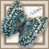 butterfly1.jpg.6e707aba05860c974e7f9fe4ebb4a7b9.thumb.jpg.b748fc6a7aaf3f2c2c002e0a5d735138.jpg