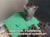 ddb94ac0c2c7.thumb.jpg.5c41fd50293759e00d12f6a92dd4a1f5.jpg