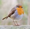 european-robin-2.thumb.jpg.d3928d48b27d5c6ab10e63906de1cac3.jpg