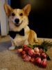 the-gentleman-541x730.thumb.jpg.632528a312ce3c52a1d2de2d8048dbf1.jpg