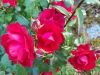 20180722_211219.thumb.jpg.4bfa5d79ff8efbb136ba09d2bae52c37.jpg