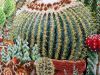 20180929_114316.thumb.jpg.671f266d8f55901bfa7579ac07461ffc.jpg